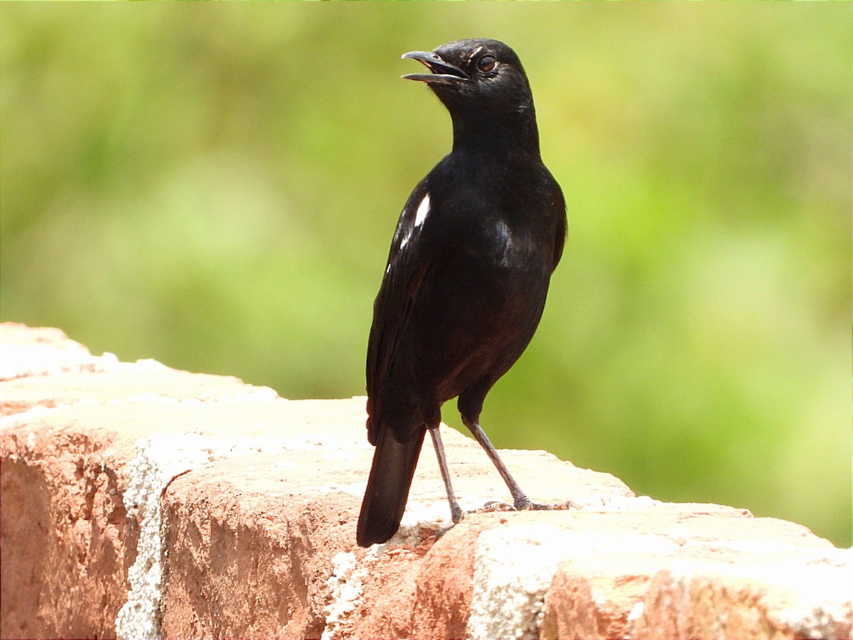 Zorzal Hormiguero Negro - ML616911605