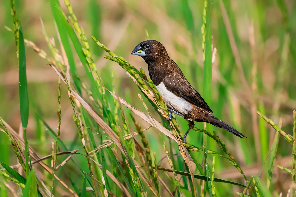 White-rumped Munia - ML616911616