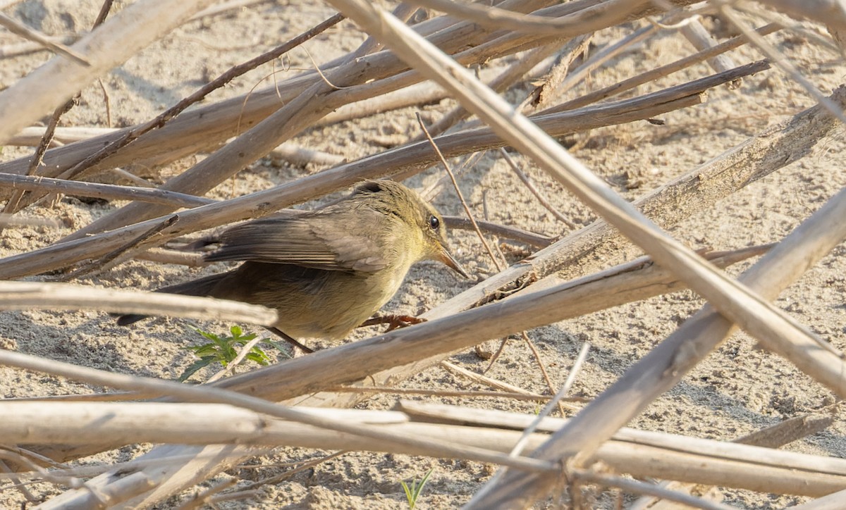 Mosquitero Ahumado - ML616911639