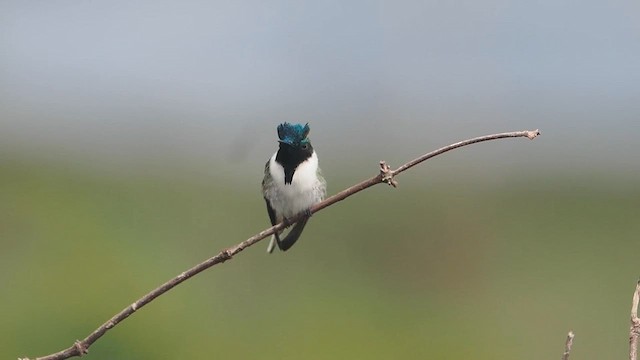 Colibrí Cornudito - ML616911645