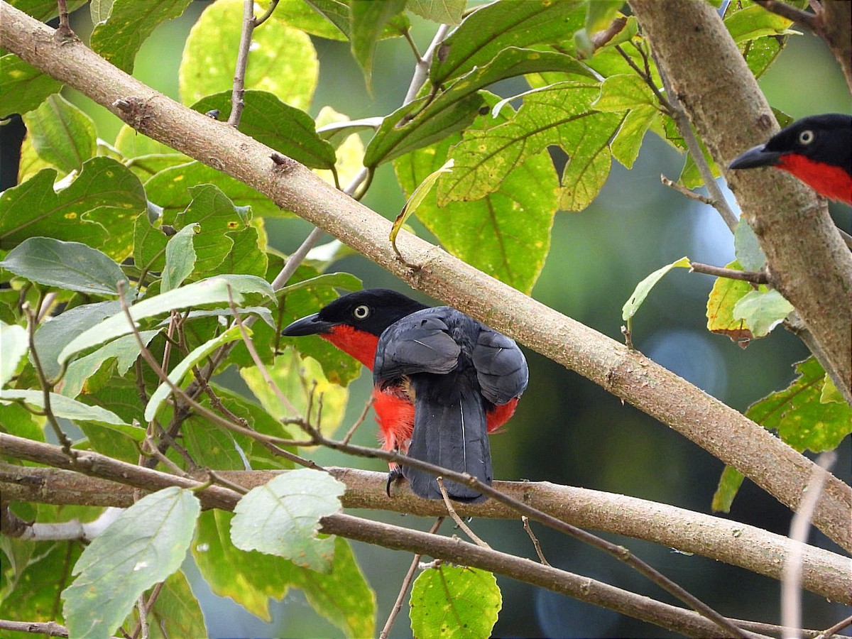 Black-headed Gonolek - Miiro David