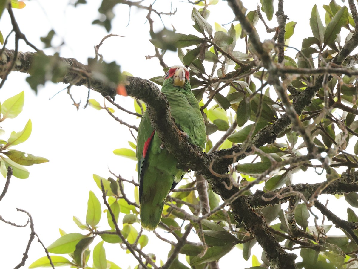 White-fronted Parrot - ML616911652