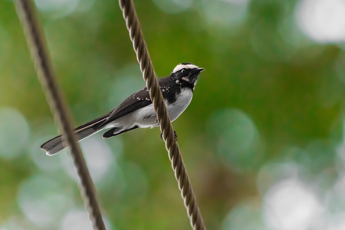 White-browed Fantail - ML616911659