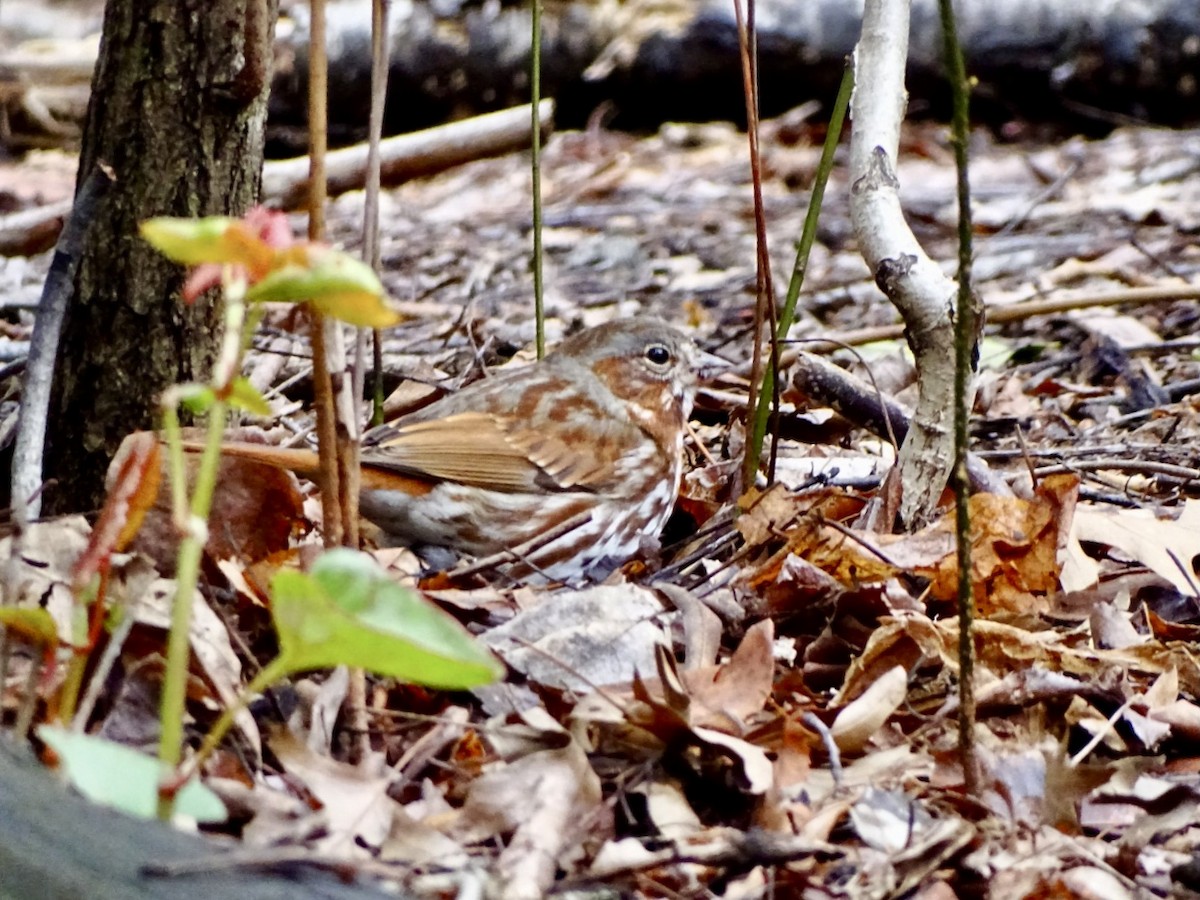 Fox Sparrow (Red) - ML616911699