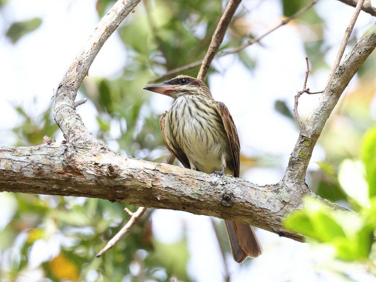 Streaked Flycatcher - Myles McNally