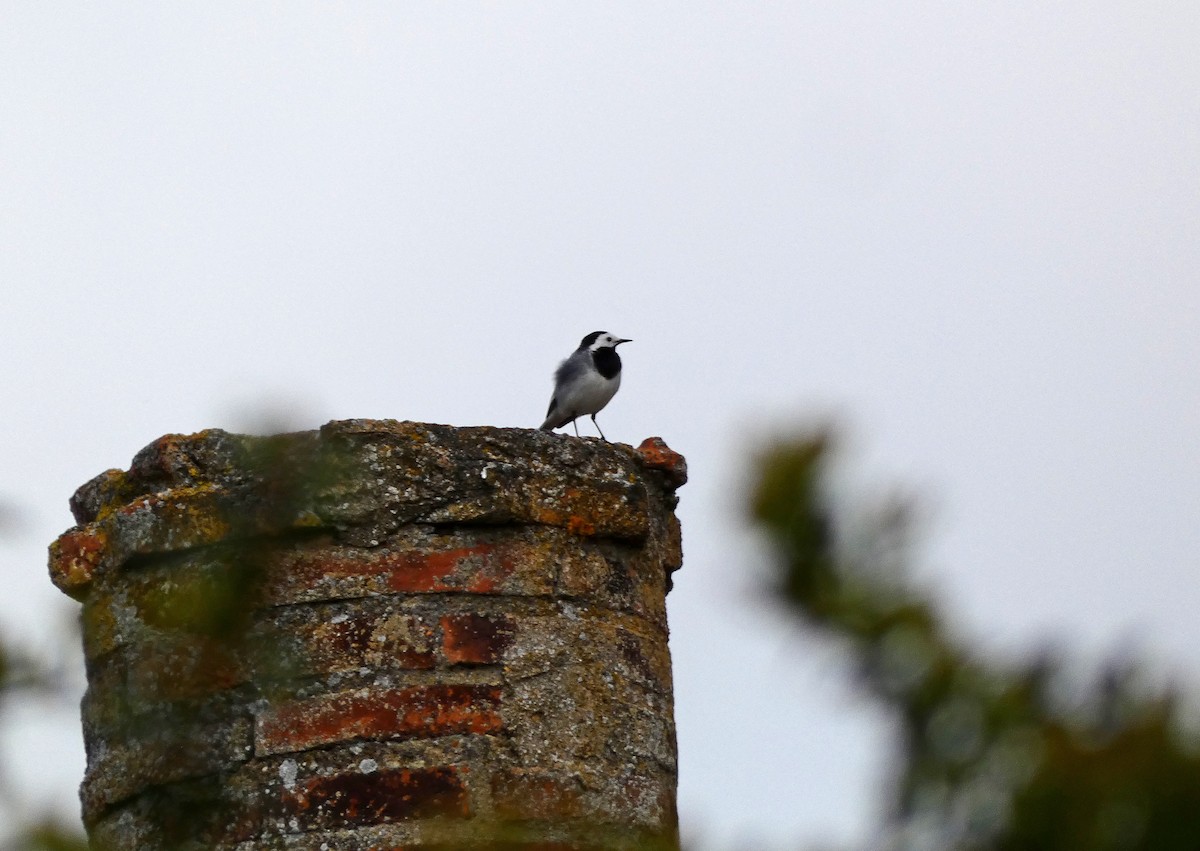 White Wagtail - ML616911709