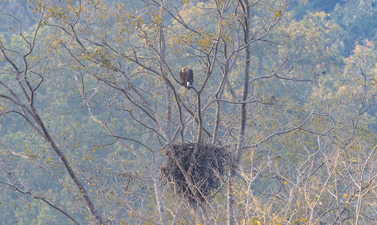 Pallas's Fish-Eagle - ML616911755