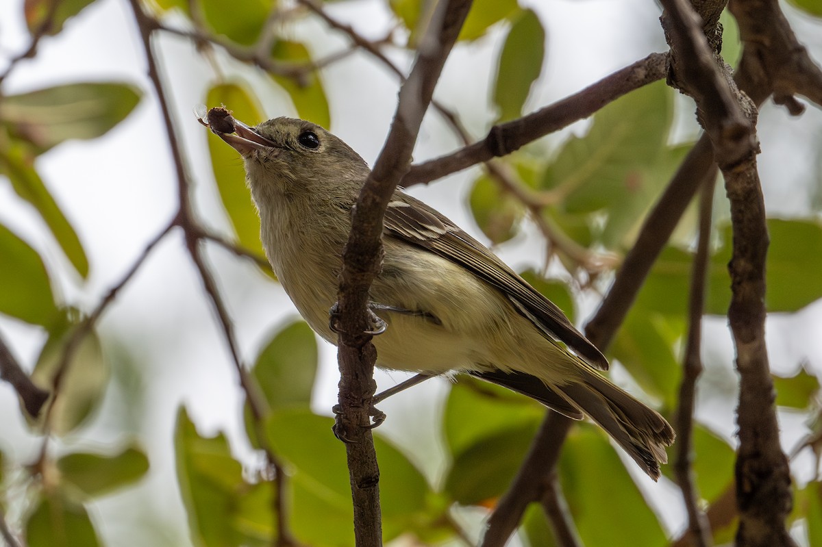 Hutton's Vireo - ML616911804