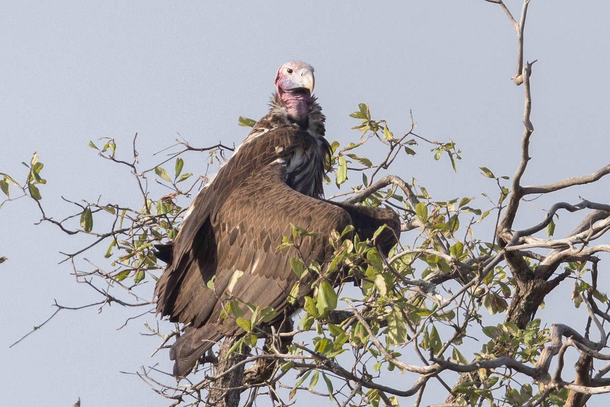 Lappet-faced Vulture - ML616911842
