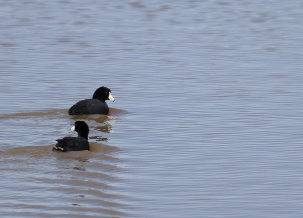 American Coot - ML616911848