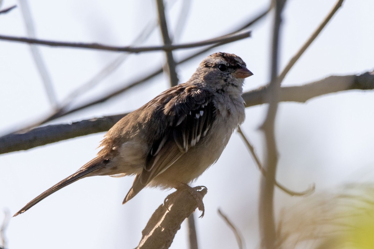 White-crowned Sparrow - ML616911877