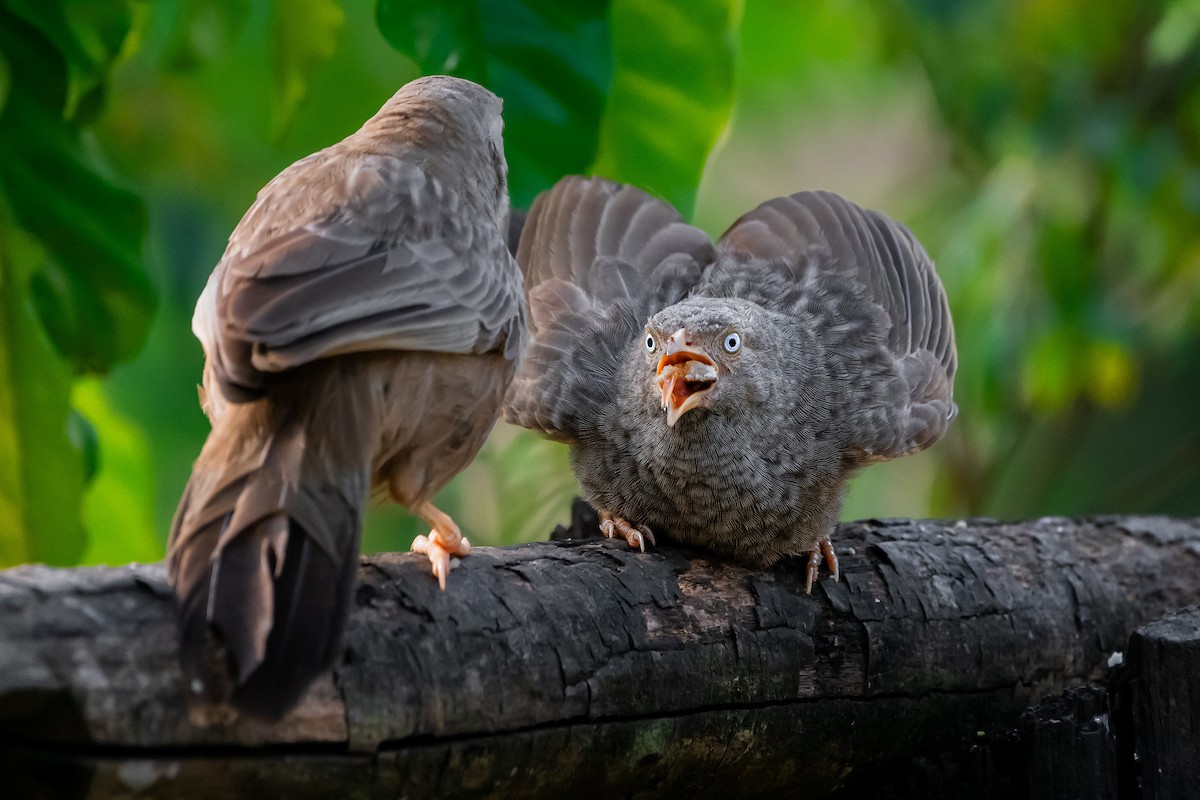 Yellow-billed Babbler - Lukáš  Brezniak