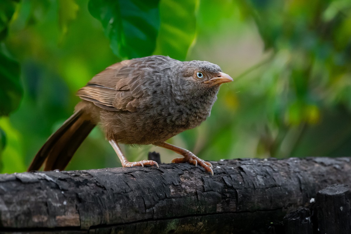 Yellow-billed Babbler - Lukáš  Brezniak