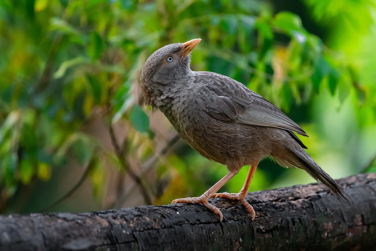 Yellow-billed Babbler - ML616911888