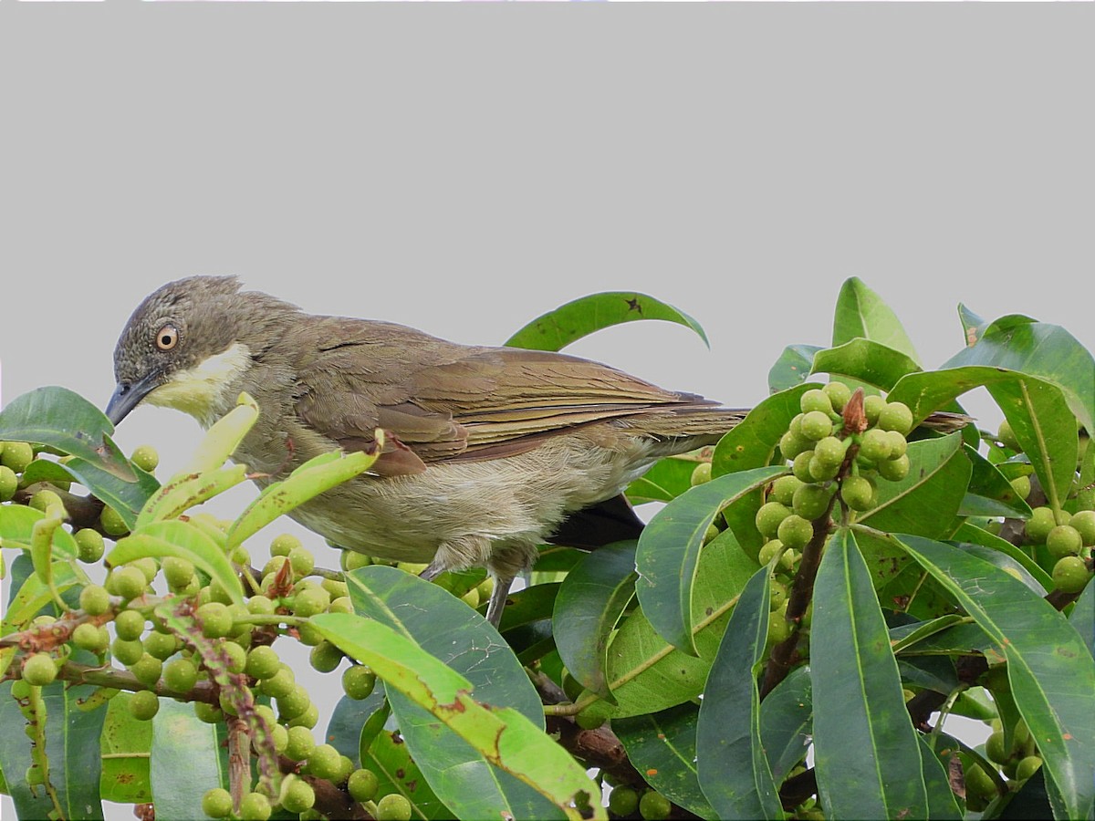 Yellow-throated Greenbul - ML616911910