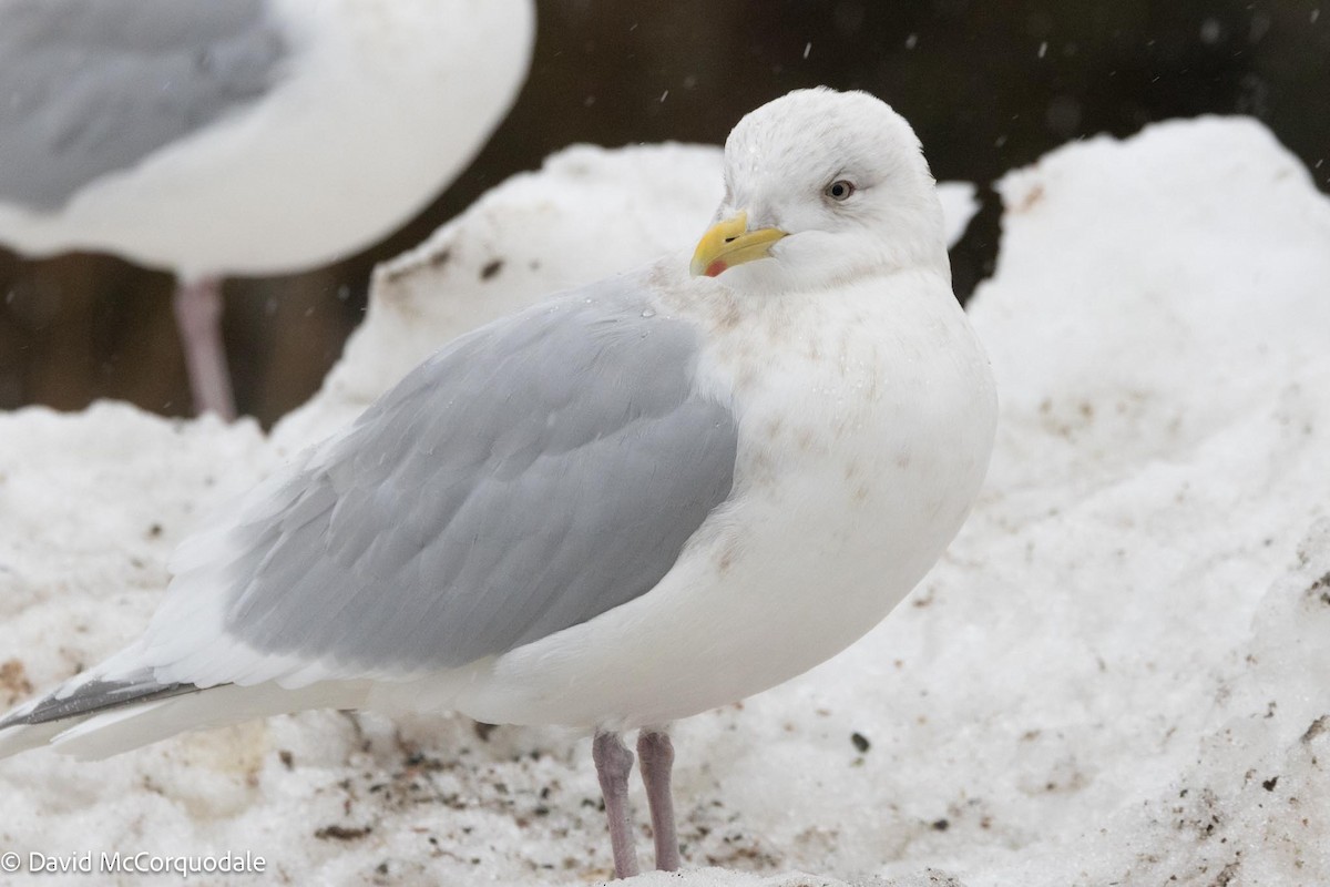 Gaviota Groenlandesa (kumlieni) - ML616911918