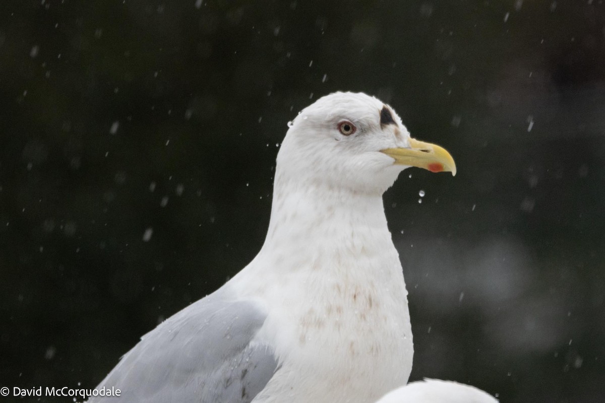 Iceland Gull (kumlieni) - David McCorquodale