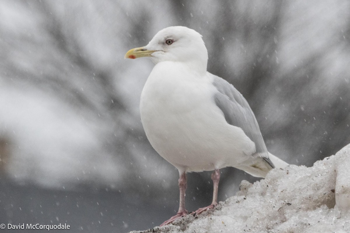 Gaviota Groenlandesa (kumlieni) - ML616911921