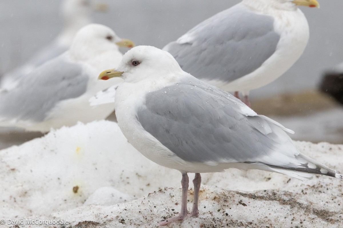 Iceland Gull (kumlieni) - David McCorquodale