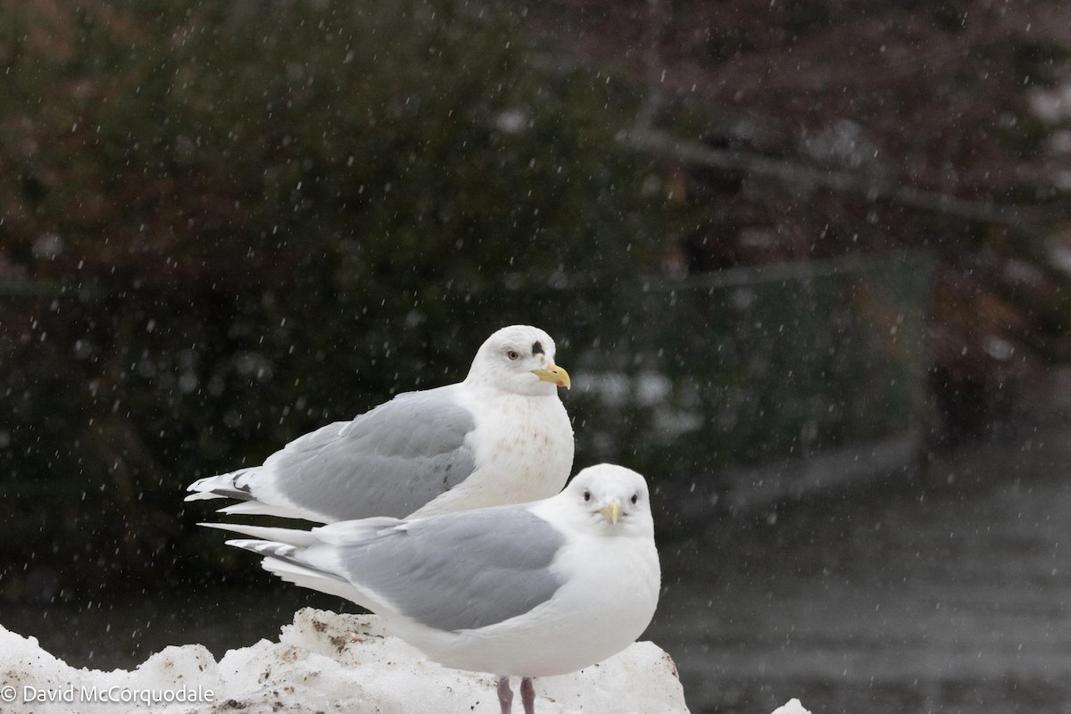 Gaviota Groenlandesa (kumlieni) - ML616911924