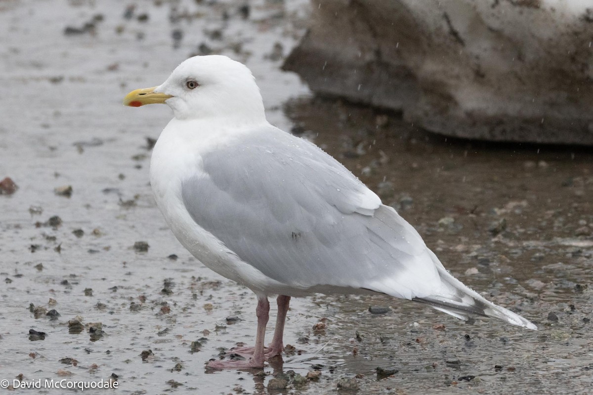 Gaviota Groenlandesa (kumlieni) - ML616911925