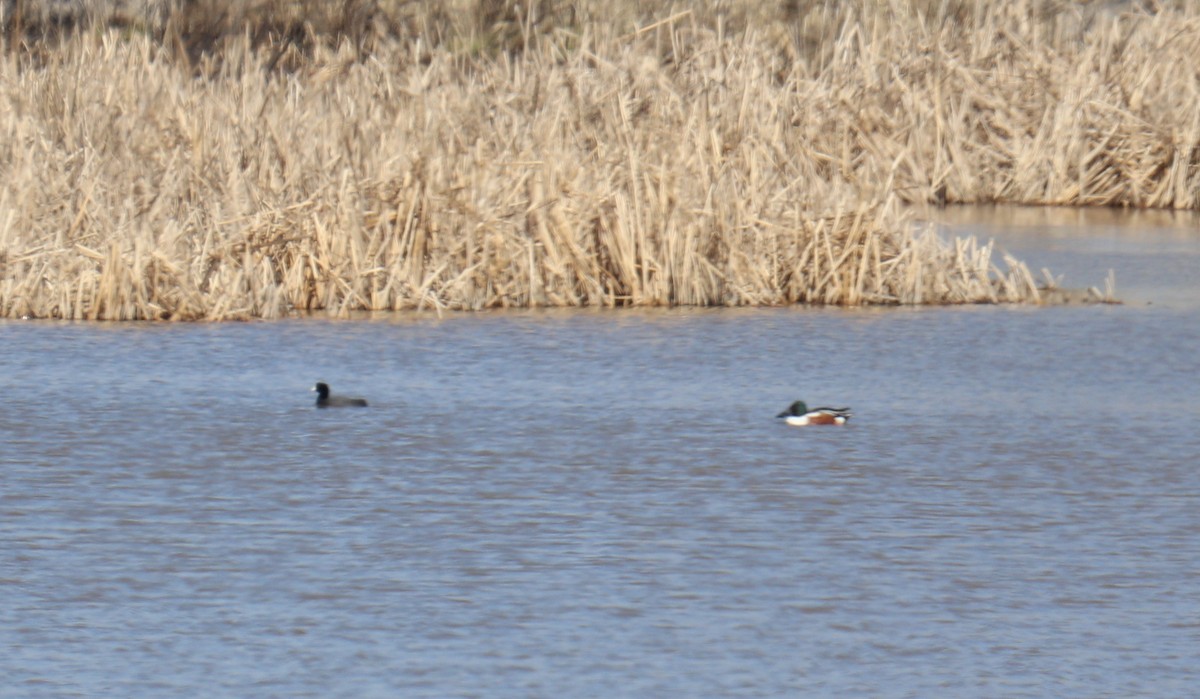 Northern Shoveler - ML616911926