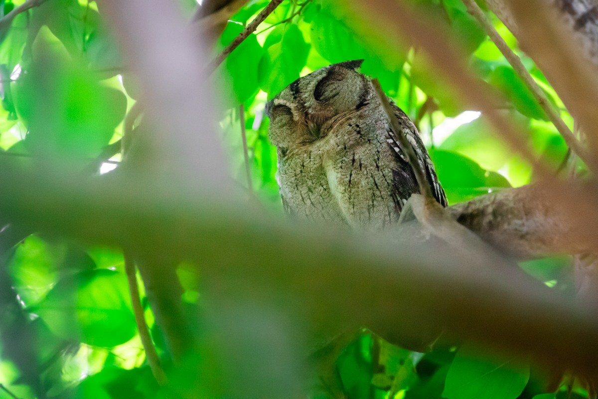 Indian Scops-Owl - Lukáš  Brezniak