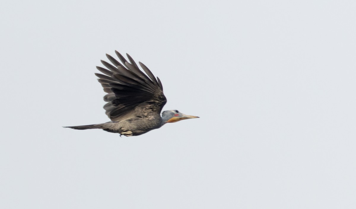 Great Slaty Woodpecker - ML616911947