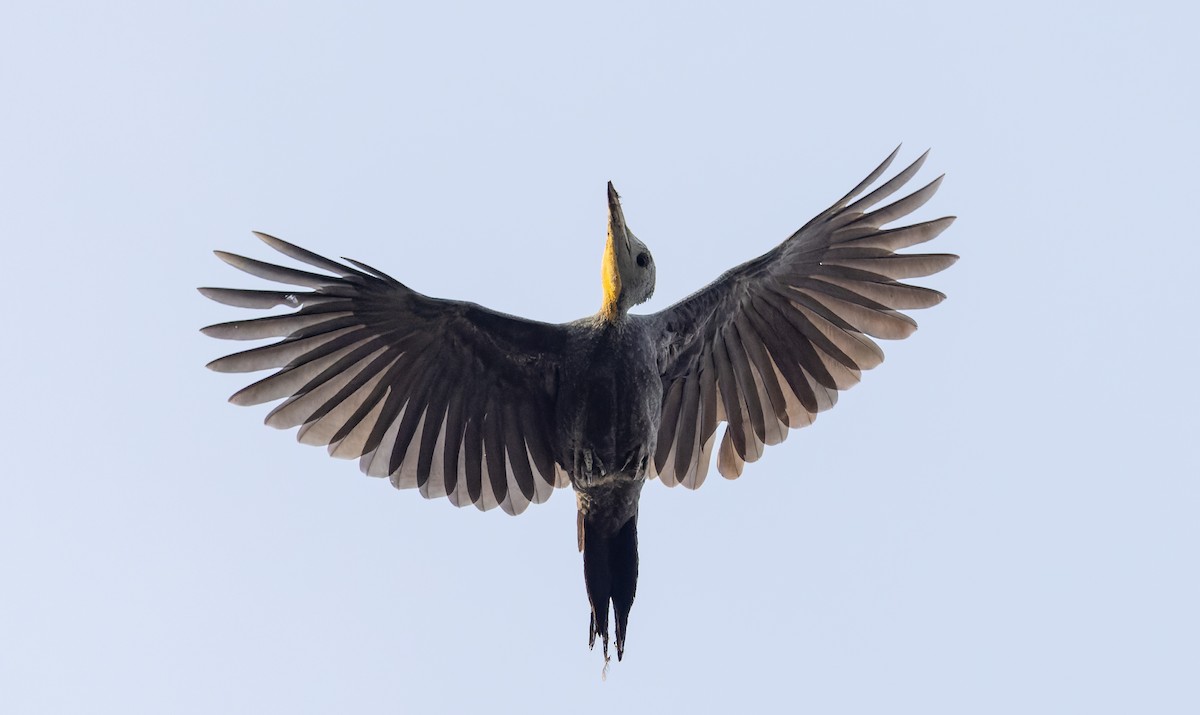 Great Slaty Woodpecker - ML616911948