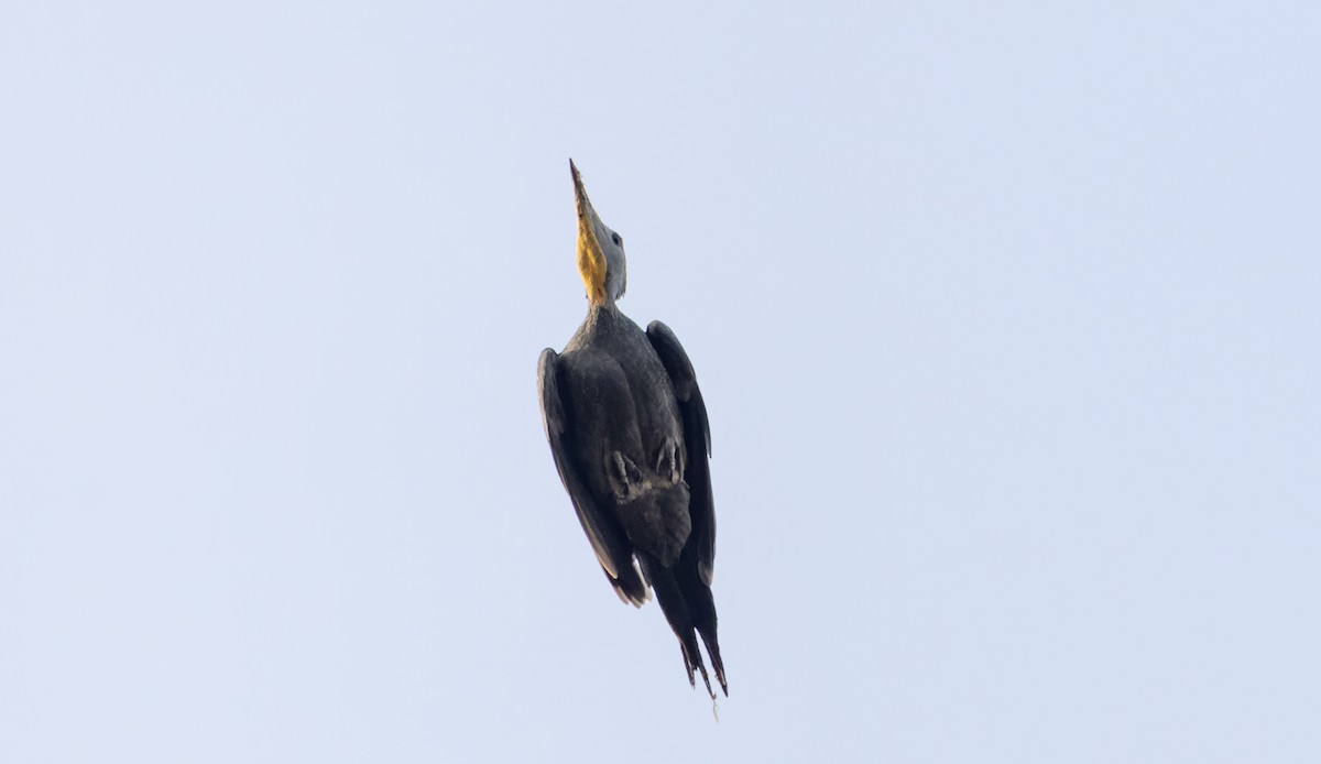 Great Slaty Woodpecker - ML616911949