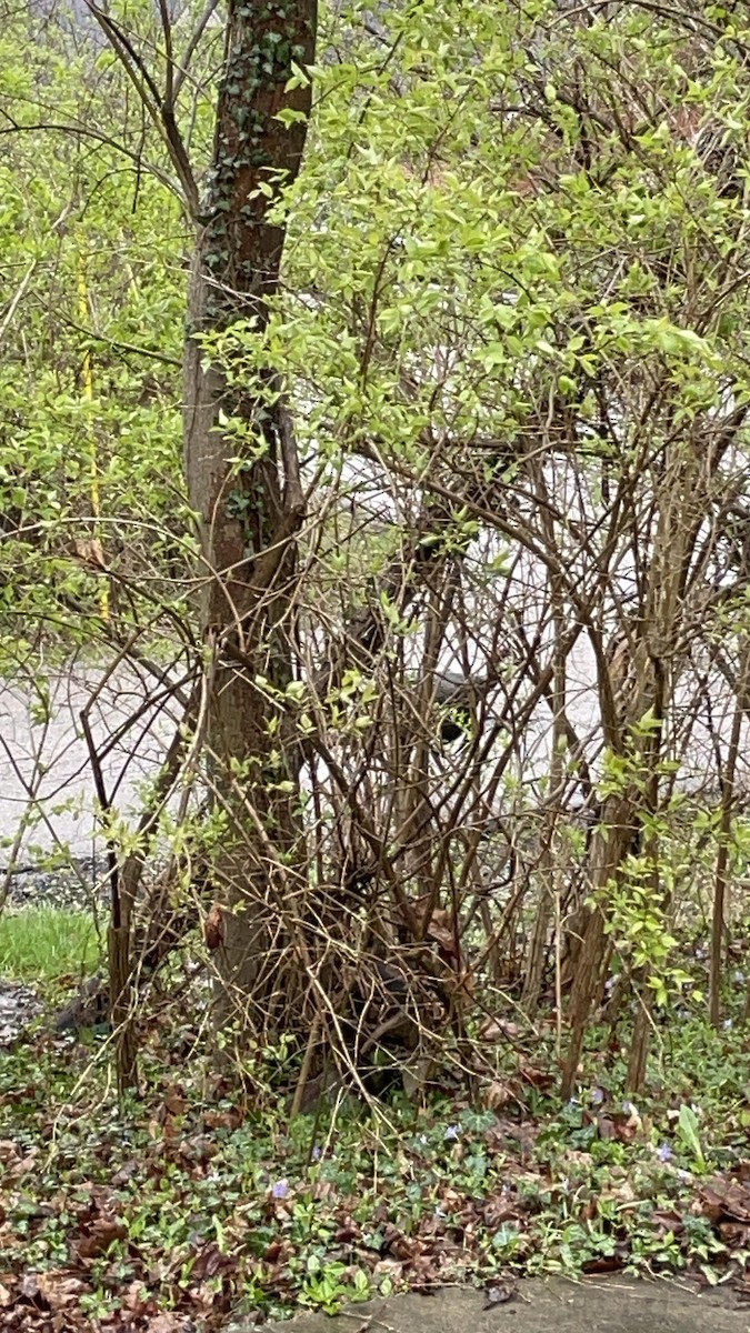 Wild Turkey - ML616911956