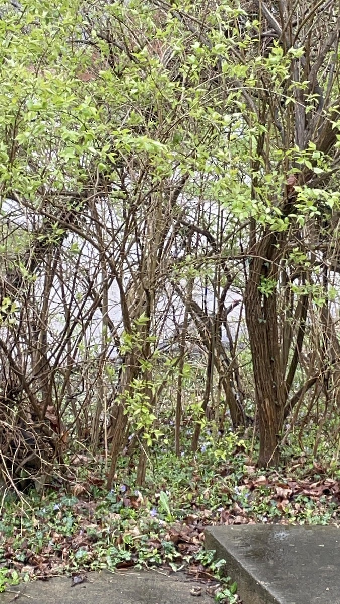 Wild Turkey - ML616911957