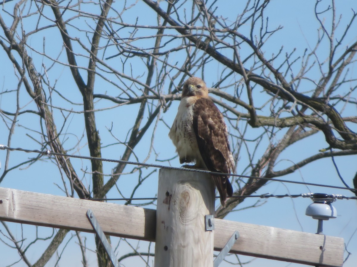 Red-tailed Hawk - ML616911968