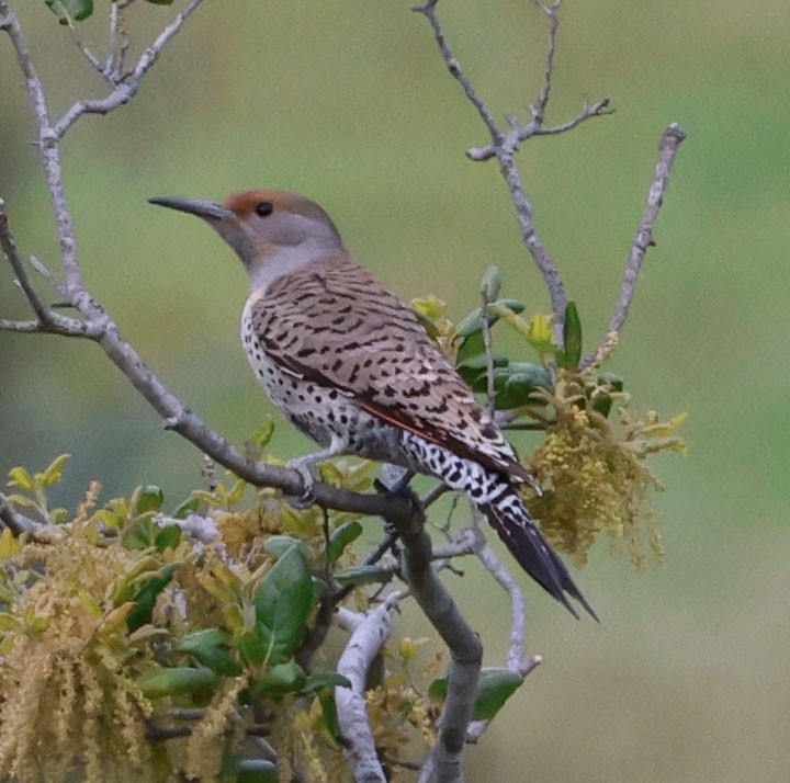 Northern Flicker - Diane Etchison