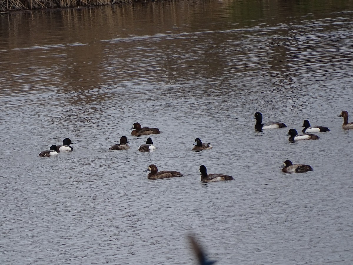 Greater Scaup - ML616911988