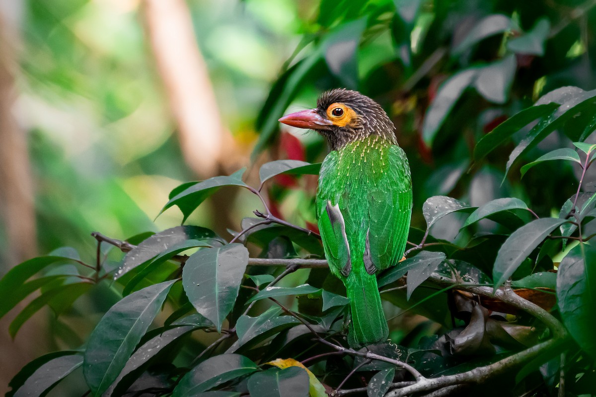 Brown-headed Barbet - ML616911995