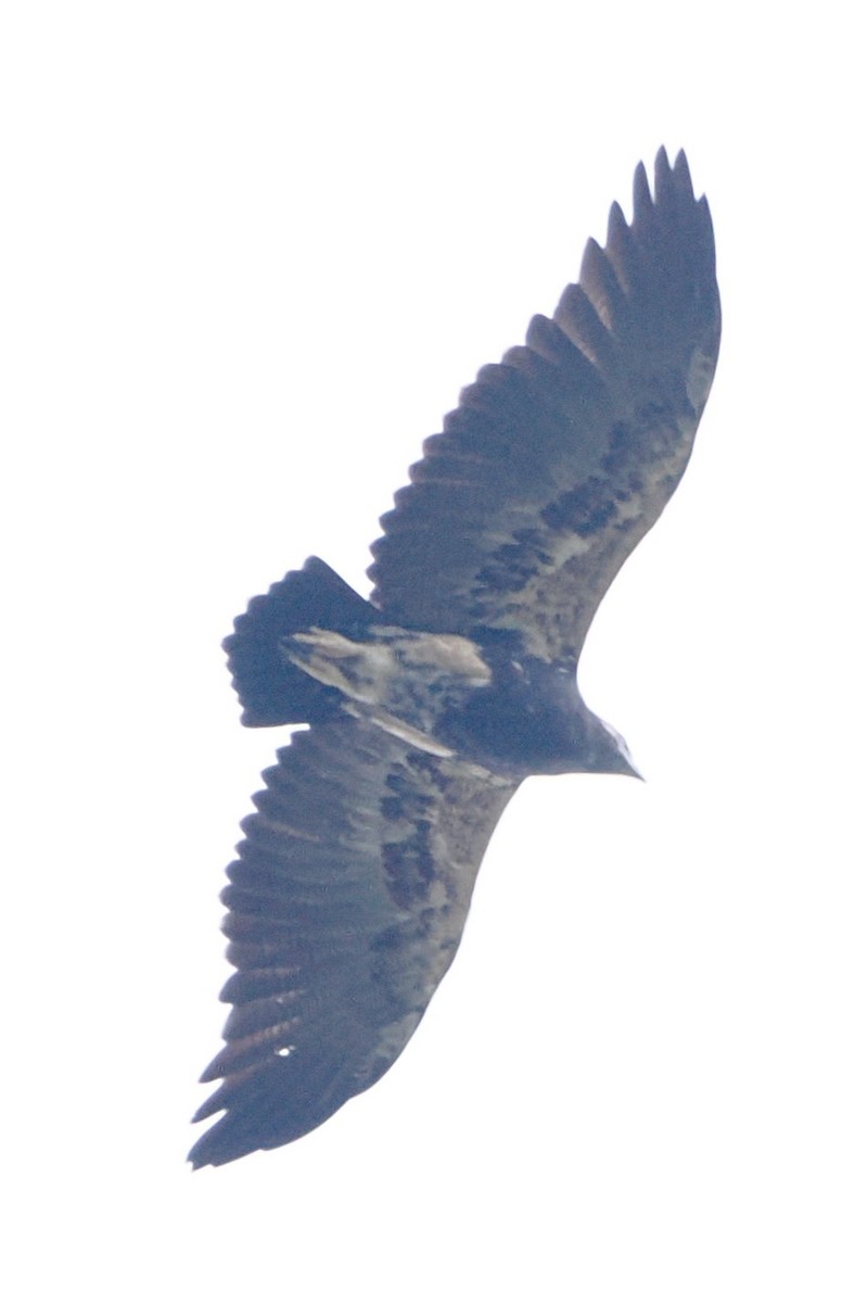 Black-chested Buzzard-Eagle - ML616912015