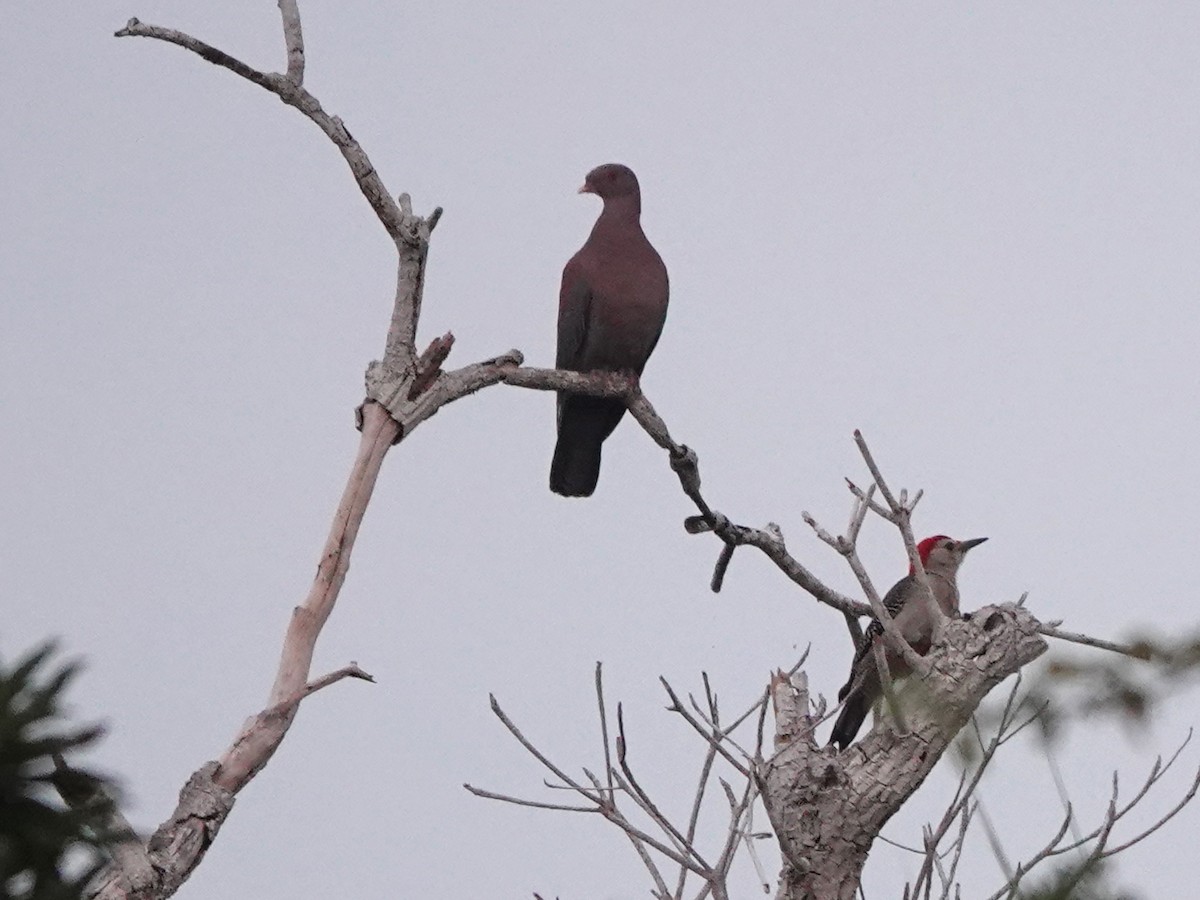 Pigeon à bec rouge - ML616912022