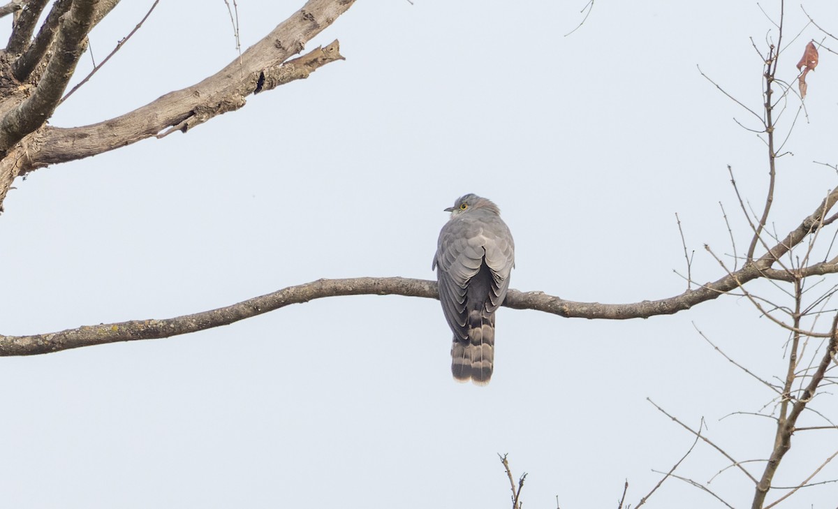 Common Hawk-Cuckoo - ML616912023