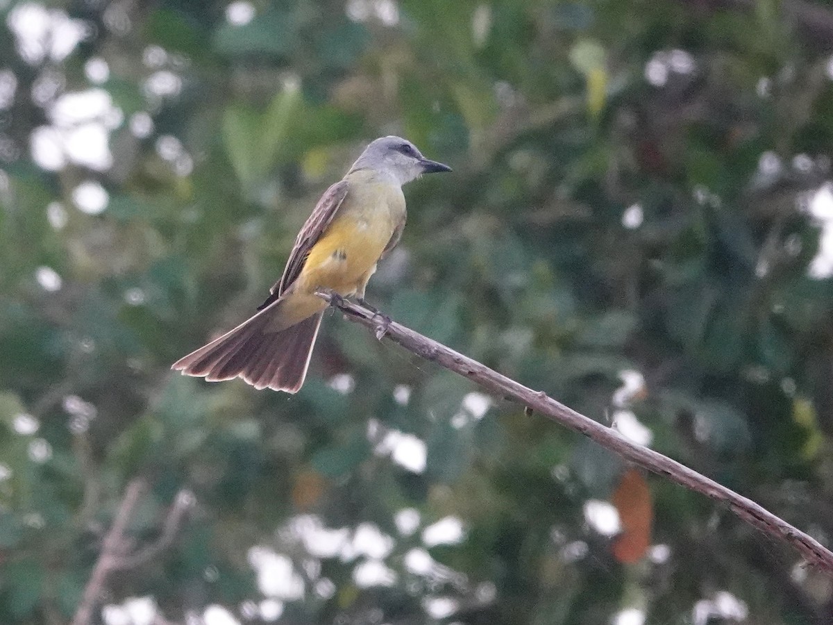 Tropical Kingbird - ML616912060