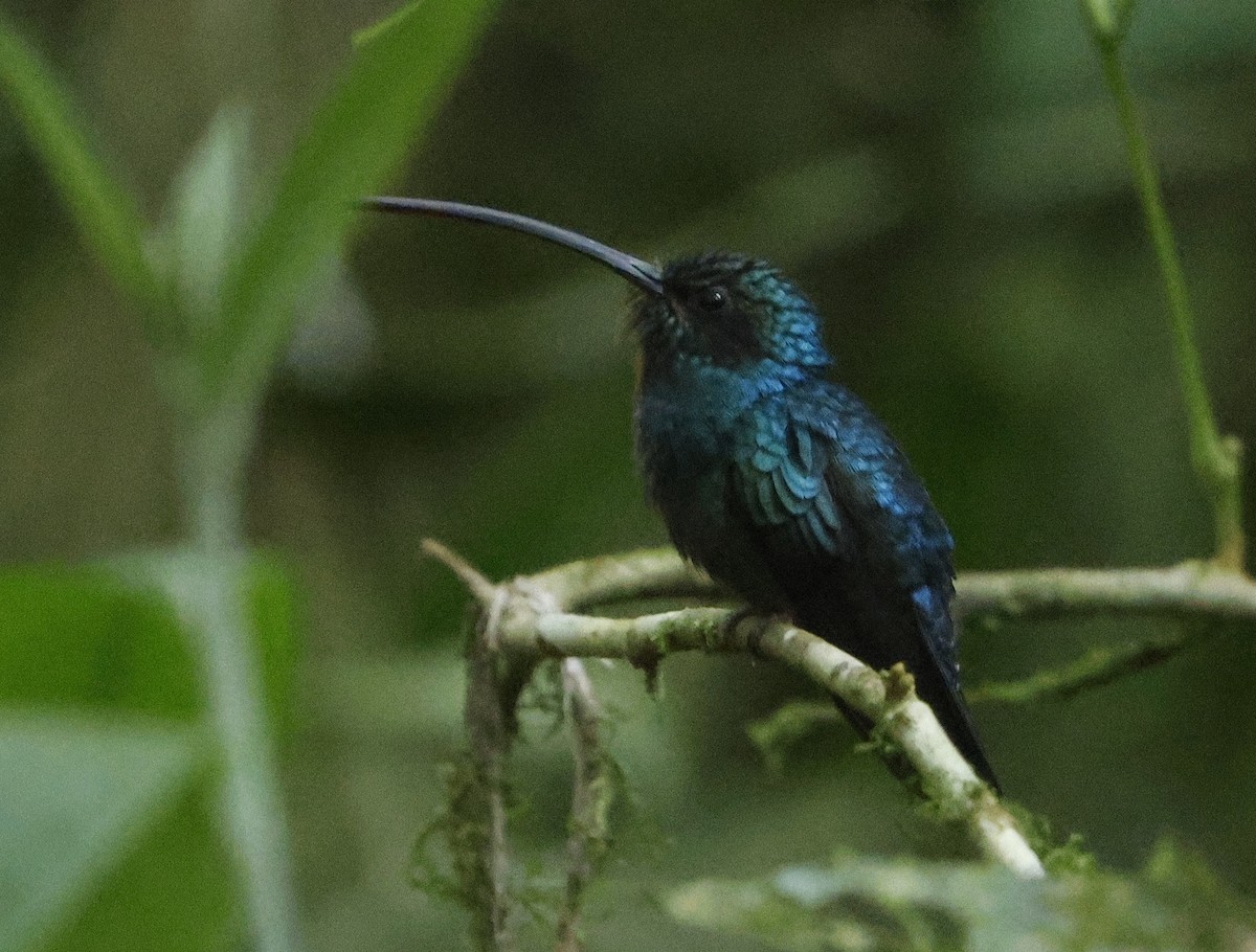 kolibřík šedobřichý - ML616912101