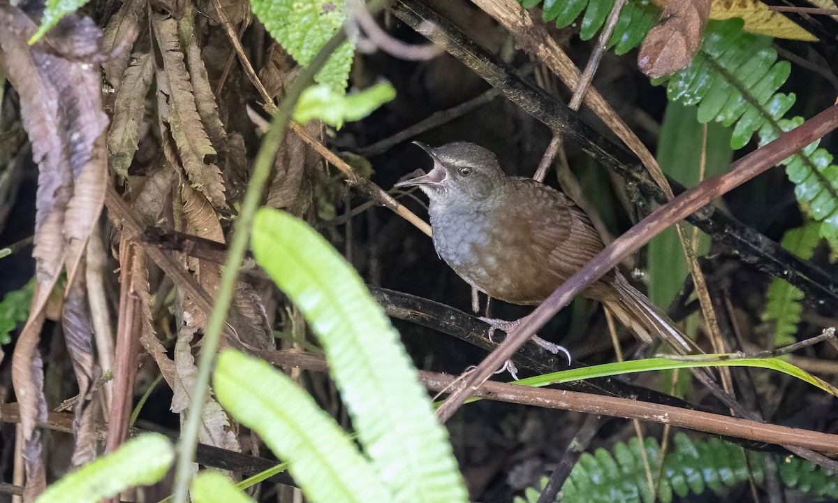 Long-tailed Bush Warbler - ML616912104