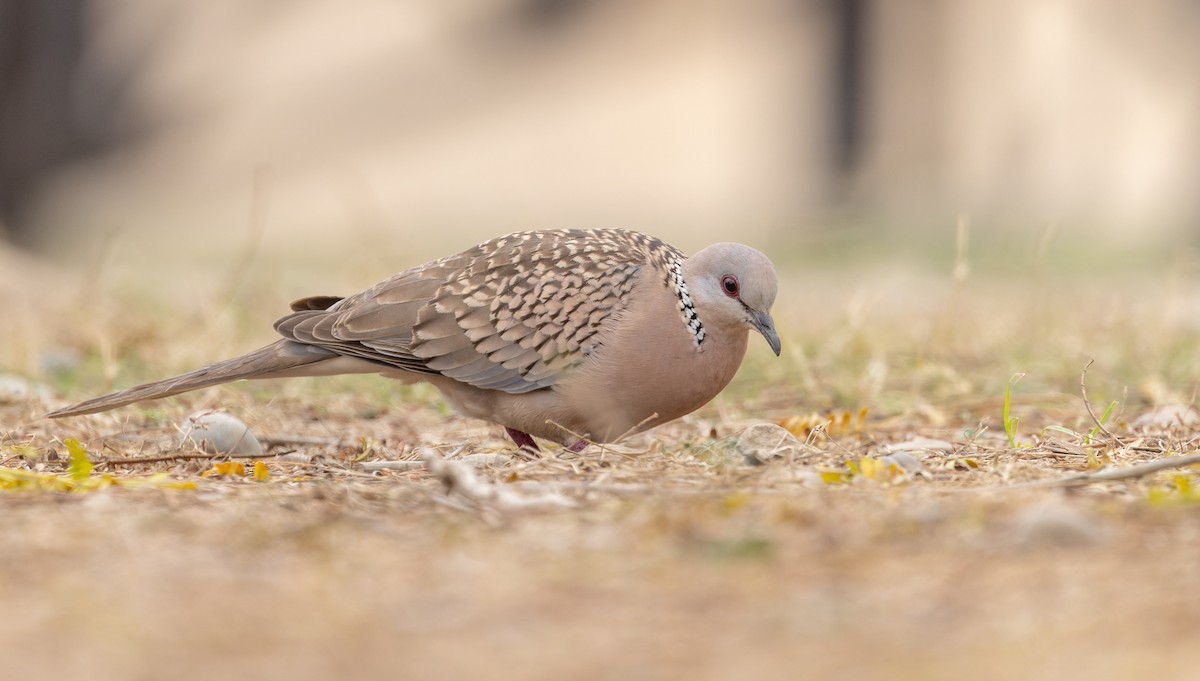 Spotted Dove - ML616912114