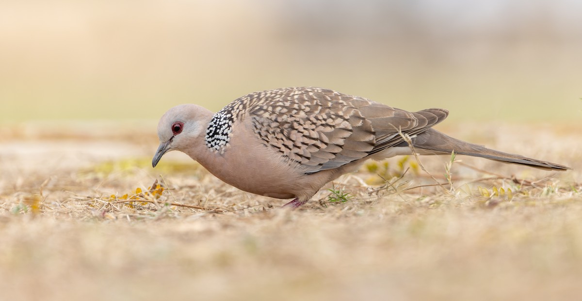 Spotted Dove - ML616912115