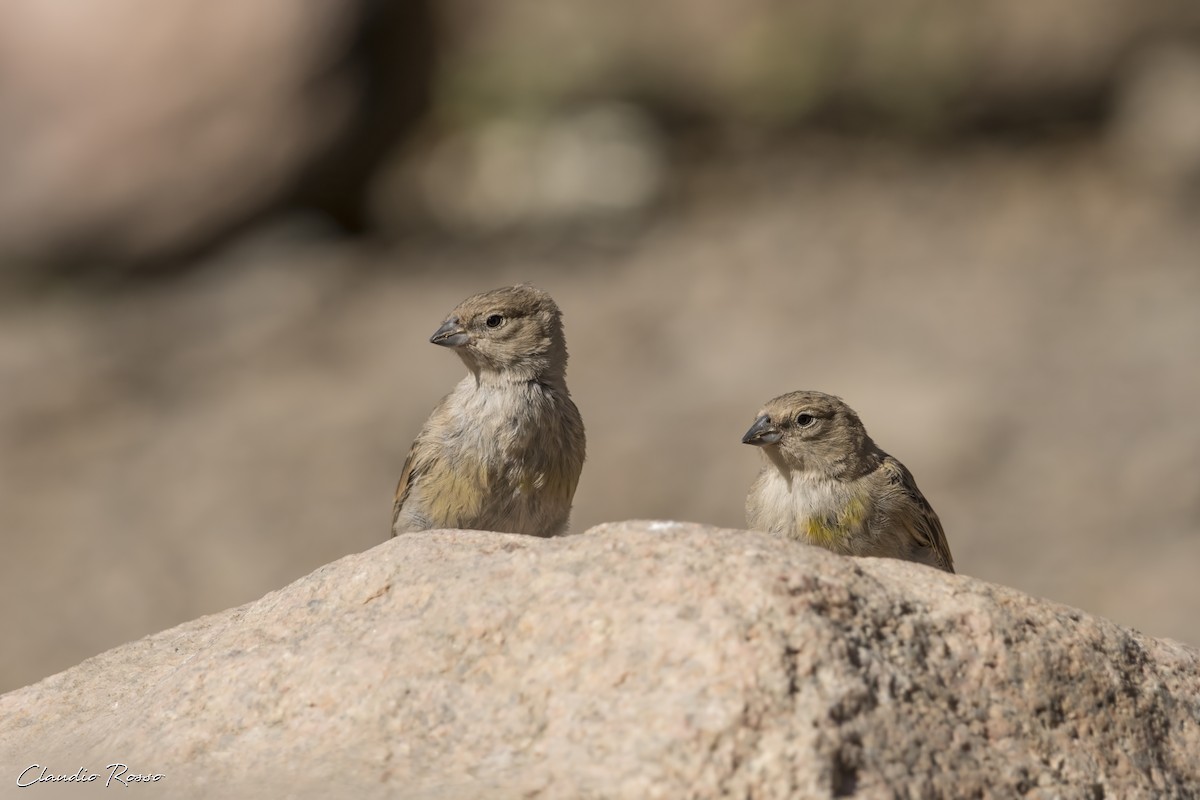 Greater Yellow-Finch - Claudio Rosso