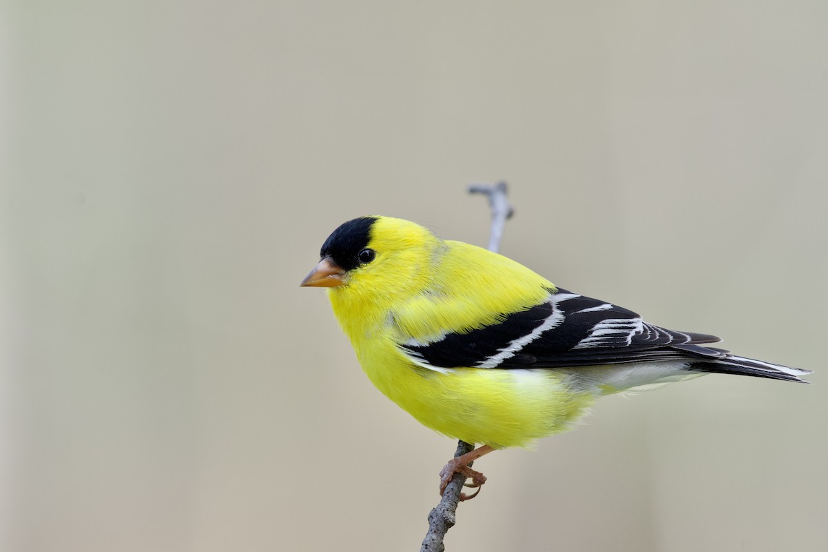 American Goldfinch - Alden Dauby