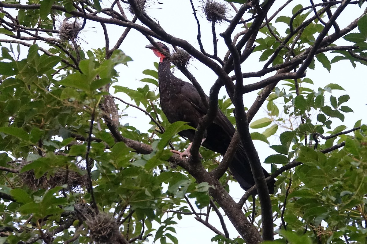 White-winged Guan - ML616912164