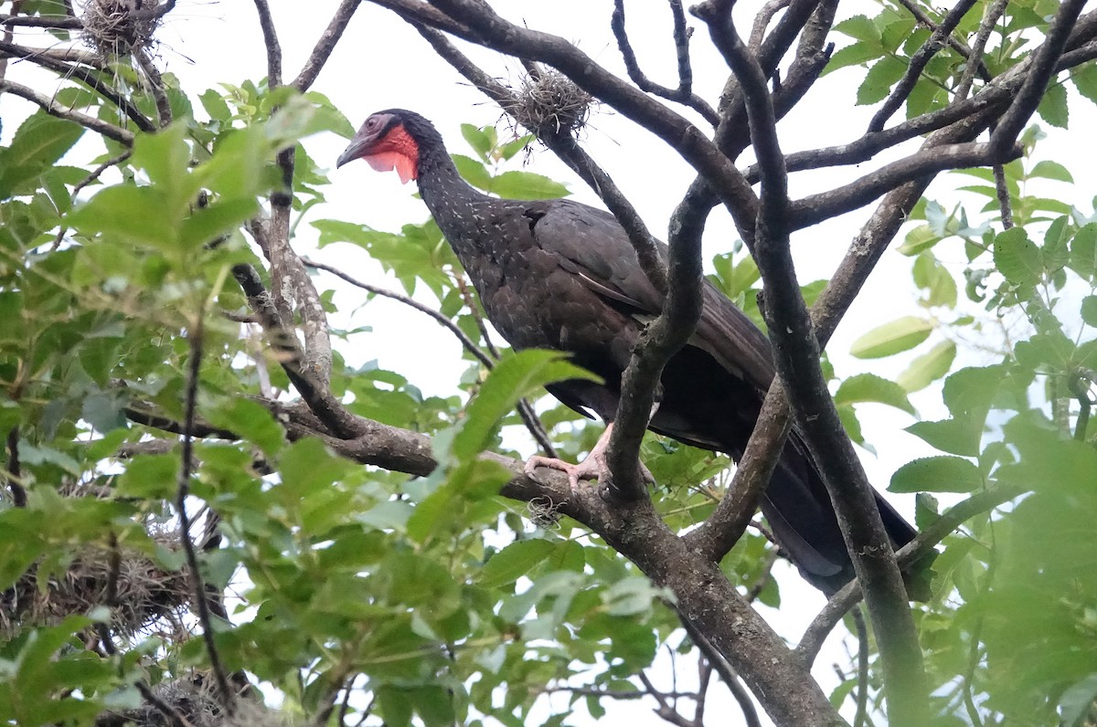 White-winged Guan - ML616912166