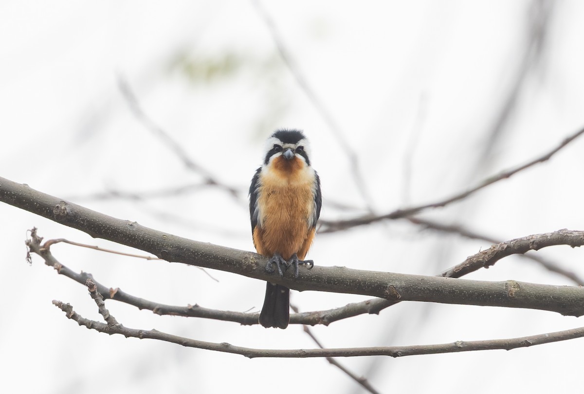 Falconete Acollarado - ML616912176