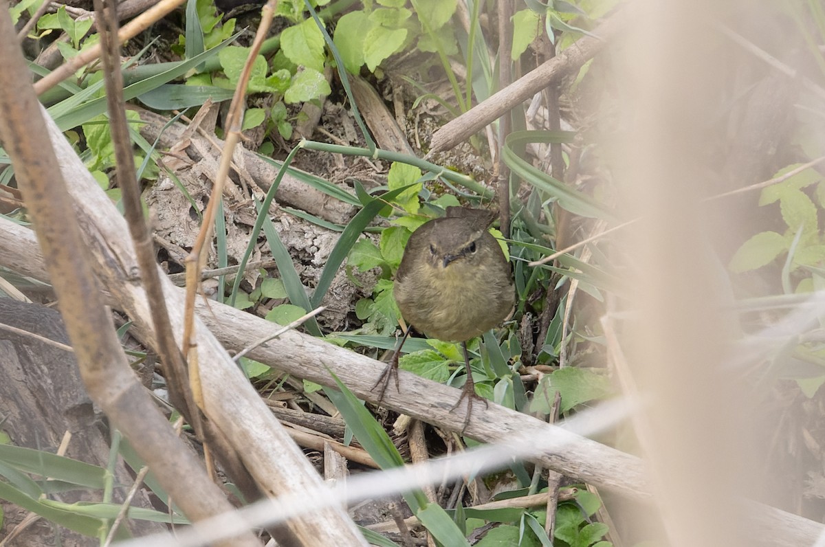 Mosquitero Ahumado - ML616912183